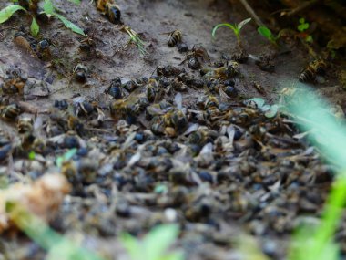 Ölü Arılar arı kovanı, arı kovanı yakınındaki. Pestisitler tarafından zehirli böcek ilacı. Ekolojik felaket, arılar alanları zehirli kimyasal kullanımı yüzünden ölme.
