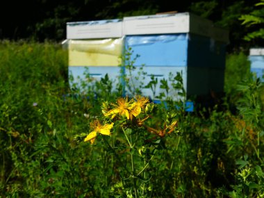 Ölü Arılar arı kovanı, arı kovanı yakınındaki. Pestisitler tarafından zehirli böcek ilacı. Ekolojik felaket, arılar alanları zehirli kimyasal kullanımı yüzünden ölme.