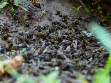 Ölü Arılar arı kovanı, arı kovanı yakınındaki. Pestisitler tarafından zehirli böcek ilacı. Ekolojik felaket, arılar alanları zehirli kimyasal kullanımı yüzünden ölme.