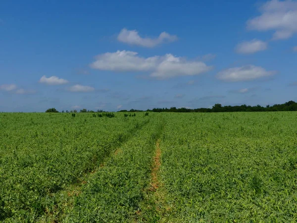 Alan bezelye ile ekilir. Bezelye üretimi. Bezelye alan parlak güneşli bir öğleden sonra.