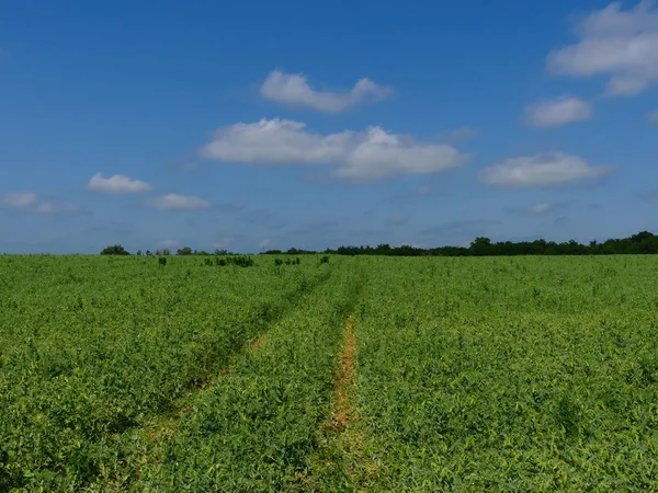 Alan bezelye ile ekilir. Bezelye üretimi. Bezelye alan parlak güneşli bir öğleden sonra.