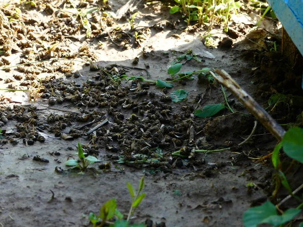 Abelhas Mortas Perto Colmeia Apiário Pesticidas Envenenados Por Pesticidas Catástrofe — Fotografia de Stock