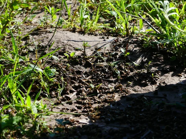 Tote Bienen Der Nähe Des Bienenstocks Bienenhaus Pestizide Die Durch — Stockfoto