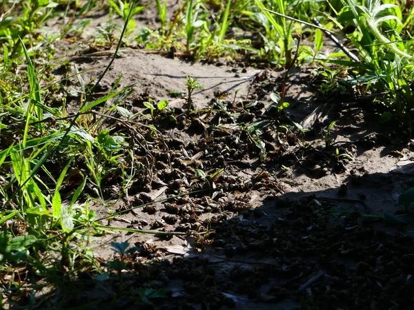 Tote Bienen Der Nähe Des Bienenstocks Bienenhaus Pestizide Die Durch — Stockfoto