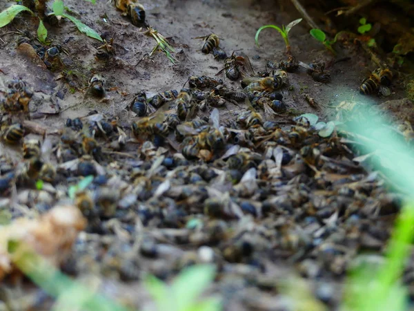 Elhullott Méhek Közelében Méhkaptár Méhészet Növényvédő Szerek Peszticidek Megmérgezte Ökológiai — Stock Fotó