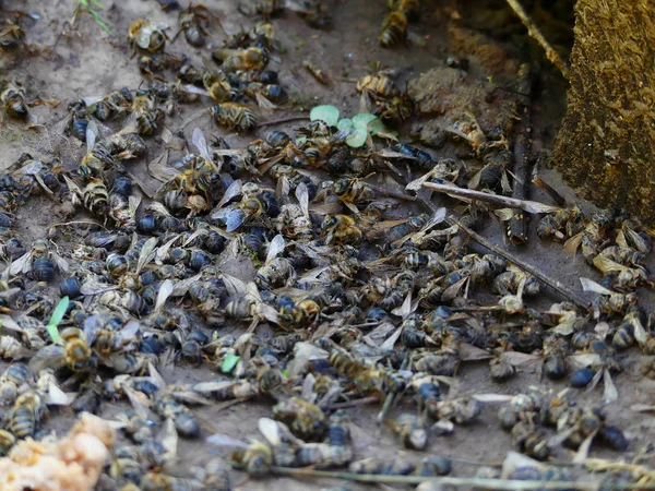 Ölü Arılar arı kovanı, arı kovanı yakınındaki. Pestisitler tarafından zehirli böcek ilacı. Ekolojik felaket, arılar alanları zehirli kimyasal kullanımı yüzünden ölme.