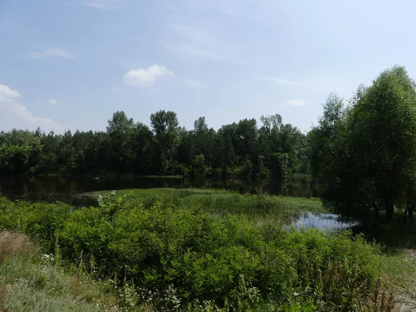 Landschap Van Bos Rivier — Stockfoto