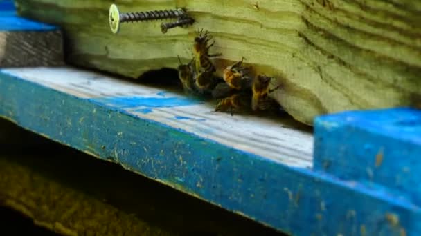 Roy Pszczół Pobliżu Ula Pasieki Pasieka Pszczół Leśnej Polanie Produkcję — Wideo stockowe