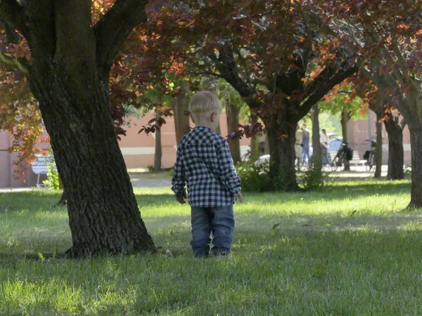 Prag, Çek Cumhuriyeti - 7 Mayıs 2018: Bahçede bir ağaç yakınındaki iki yaşında bir çocuk duruyor. Yakınındaki bir ağaç bahçe çim üzerinde sarışın bir çocuk duruyor.