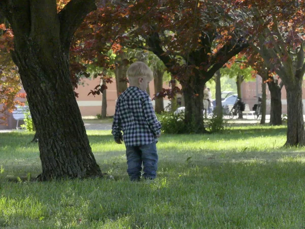 Prag, Çek Cumhuriyeti - 7 Mayıs 2018: Bahçede bir ağaç yakınındaki iki yaşında bir çocuk duruyor. Yakınındaki bir ağaç bahçe çim üzerinde sarışın bir çocuk duruyor.