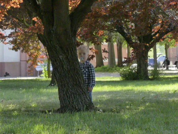 Prag, Çek Cumhuriyeti - 7 Mayıs 2018: Bahçede bir ağaç yakınındaki iki yaşında bir çocuk duruyor. Yakınındaki bir ağaç bahçe çim üzerinde sarışın bir çocuk duruyor.