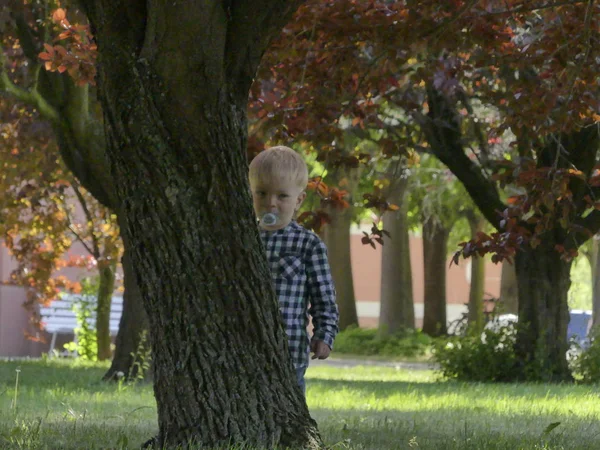 Prag, Çek Cumhuriyeti - 7 Mayıs 2018: Bahçede bir ağaç yakınındaki iki yaşında bir çocuk duruyor. Yakınındaki bir ağaç bahçe çim üzerinde sarışın bir çocuk duruyor.