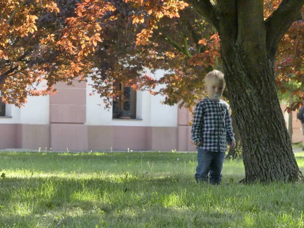 Prag, Çek Cumhuriyeti - 7 Mayıs 2018: Bahçede bir ağaç yakınındaki iki yaşında bir çocuk duruyor. Yakınındaki bir ağaç bahçe çim üzerinde sarışın bir çocuk duruyor.