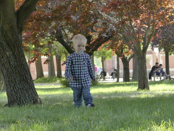 Prag, Çek Cumhuriyeti - 7 Mayıs 2018: Bahçede bir ağaç yakınındaki iki yaşında bir çocuk duruyor. Yakınındaki bir ağaç bahçe çim üzerinde sarışın bir çocuk duruyor.