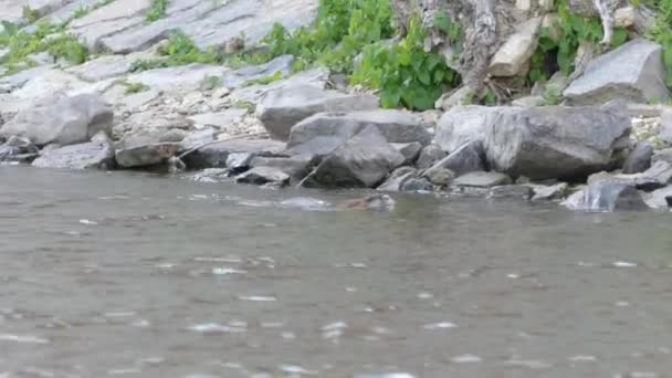 Prag Tschechische Republik Mai 2018 Der Fischotter Schwimmt Fluss Prag — Stockvideo