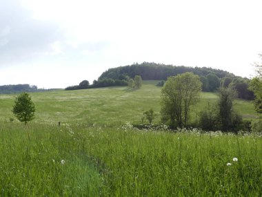 Cesky Krumlov, Çek Cumhuriyeti - 9 Mayıs 2018: el değmemiş doğal bir alan. Bir görünüm ağaç ve ot Temizleme. Dağ orman. Glade yeşillik ile.