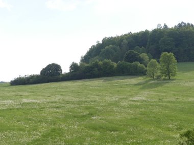 Cesky Krumlov, Çek Cumhuriyeti - 9 Mayıs 2018: el değmemiş doğal bir alan. Bir görünüm ağaç ve ot Temizleme. Dağ orman. Glade yeşillik ile.