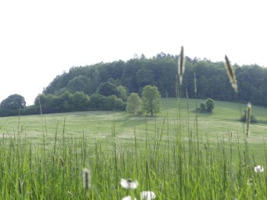 Cesky Krumlov, Çek Cumhuriyeti - 9 Mayıs 2018: el değmemiş doğal bir alan. Bir görünüm ağaç ve ot Temizleme. Dağ orman. Glade yeşillik ile.