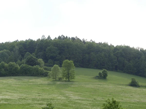 チェスキー クルムロフ チェコ共和国 2018 手つかずの自然のフィールドです 木や草とクリアの表示 山の森林 緑の空き地 — ストック写真