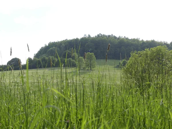 Cesky Krumlov Czech Republic May 2018 Field Untouched Nature View — Stock Photo, Image