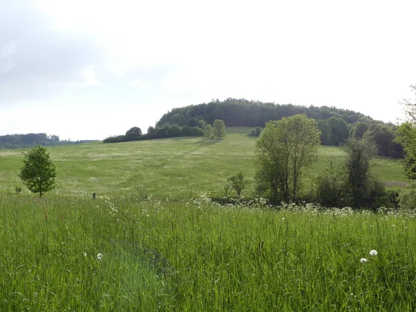 Cesky Krumlov, Çek Cumhuriyeti - 9 Mayıs 2018: el değmemiş doğal bir alan. Bir görünüm ağaç ve ot Temizleme. Dağ orman. Glade yeşillik ile.