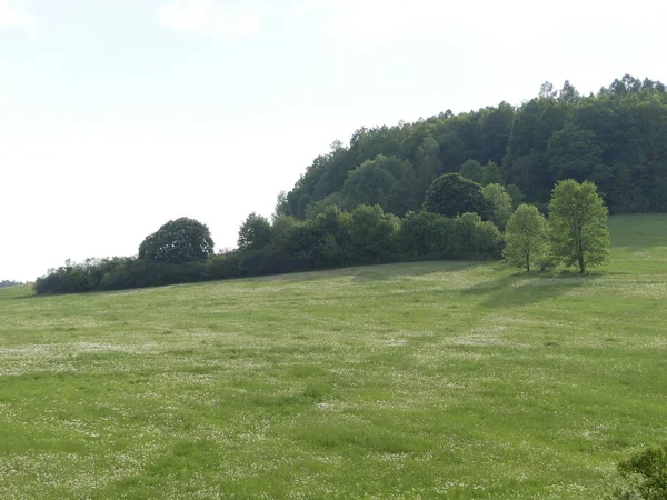 Cesky Krumlov, Çek Cumhuriyeti - 9 Mayıs 2018: el değmemiş doğal bir alan. Bir görünüm ağaç ve ot Temizleme. Dağ orman. Glade yeşillik ile.