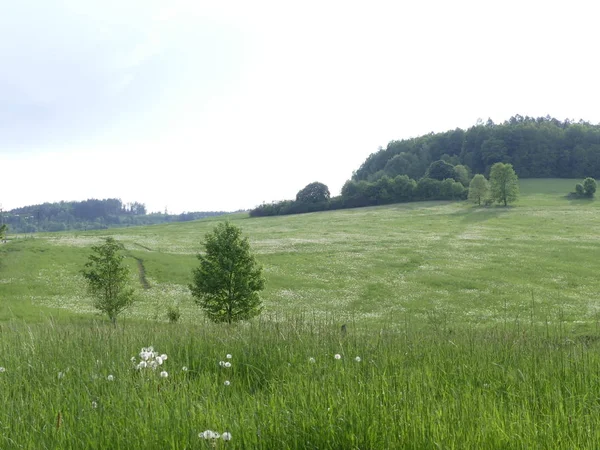 Cesky Krumlov, Çek Cumhuriyeti - 9 Mayıs 2018: el değmemiş doğal bir alan. Bir görünüm ağaç ve ot Temizleme. Dağ orman. Glade yeşillik ile.