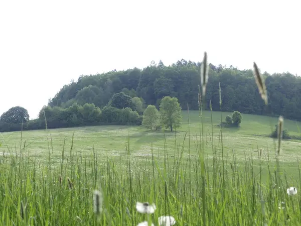 Cesky Krumlov, Çek Cumhuriyeti - 9 Mayıs 2018: el değmemiş doğal bir alan. Bir görünüm ağaç ve ot Temizleme. Dağ orman. Glade yeşillik ile.