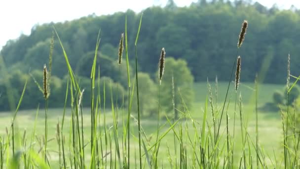 Cesky Krumlov Tsjechië Mei 2018 Een Veld Van Ongerepte Natuur — Stockvideo