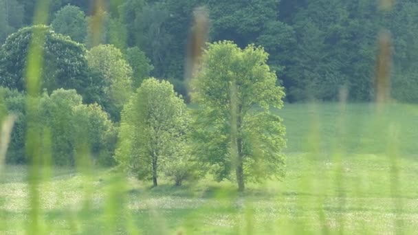 Cesky Krumlov República Checa Mayo 2018 Campo Naturaleza Virgen Una — Vídeo de stock