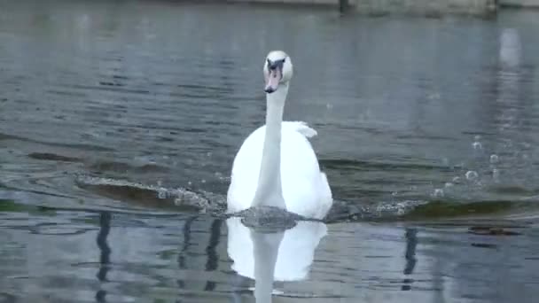 Cesky Krumlov República Checa Maio 2018 Cisne Branco Close Cisne — Vídeo de Stock