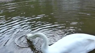 Cesky Krumlov, Çek Cumhuriyeti - 9 Mayıs 2018: Beyaz Kuğu. Beyaz bir kuğu Close-up. Kuğu nehir boyunca yüzen.