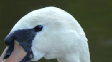 Cesky Krumlov, Çek Cumhuriyeti - 9 Mayıs 2018: Beyaz Kuğu. Beyaz bir kuğu Close-up. Kuğu nehir boyunca yüzen.