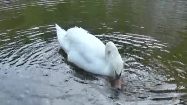 チェスキー クルムロフ チェコ共和国 2018 ホワイト スワンのクローズ アップ 白鳥が川に浮かぶ — ストック動画
