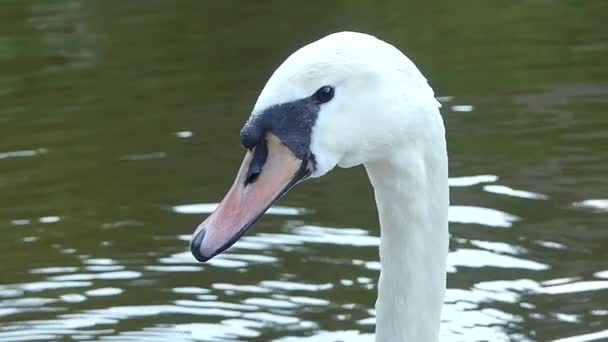 Cesky Krumlov República Checa Maio 2018 Cisne Branco Close Cisne — Vídeo de Stock