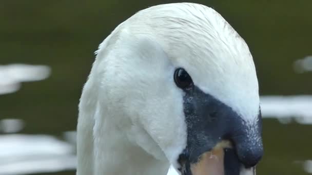 Cesky Krumlov Tschechische Republik Mai 2018 Weißer Schwan Nahaufnahme Eines — Stockvideo