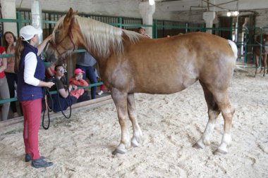 Ahır Solomakhino, Kiev region, Ukrayna - 19 Mayıs 2018: ana sınıfı at ile iletişim. At doğurmak at ile nişanlandık. Drester at çiftlikte.