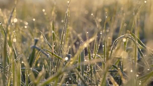 Grünes Gras Raureif Inii Auf Dem Grünen Rasen — Stockvideo