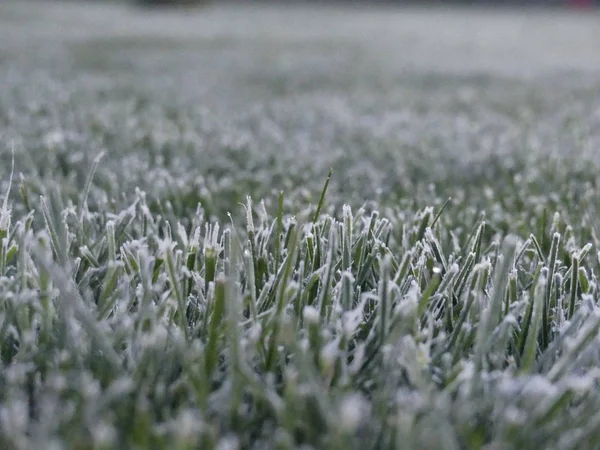 Herbe Verte Dans Givre Inii Sur Herbe Verte Pelouse — Photo