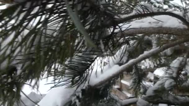 快乐的女孩在雪中运行在背景山寨和汽车 在一个松树树枝的框架 — 图库视频影像