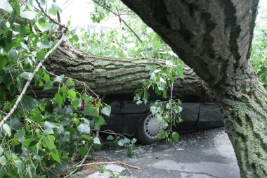 Ağacı arabanın üstüne güçlü bir fırtına sırasında düştü. Ağaç araba kırdı.