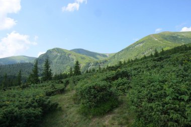 Dağ orman ve dağ manzaralı düz. Karpatlar Polonina.