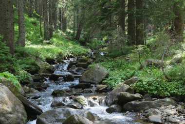Dağ nehir orman arasında. Dağ orman nehirde. Hoverla dağın yamaçlarında Nehri.