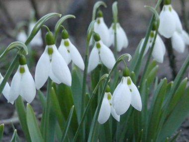Birçok kardelen baharda çiçek açmış. Çiçekli galantusy çırpınan 