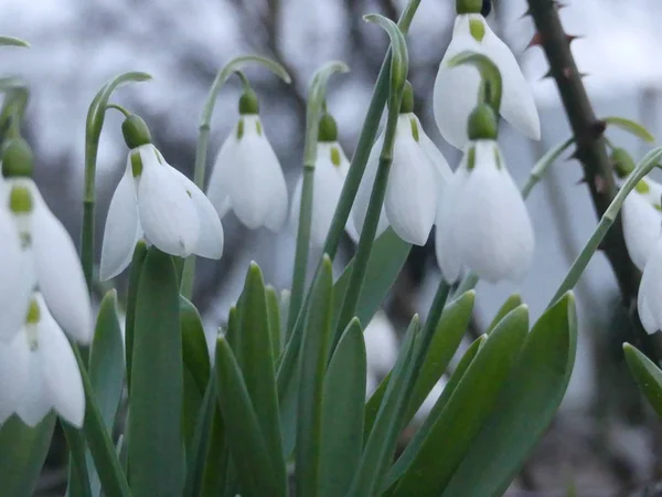 Mnoho sněženky kvetly na jaře. Květinové galantusy vlající — Stock fotografie