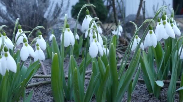 Πολλοί Snowdrops Ανθίσει Την Άνοιξη Άνθος Galantusy Κυματίζουν Στον Αέρα — Αρχείο Βίντεο