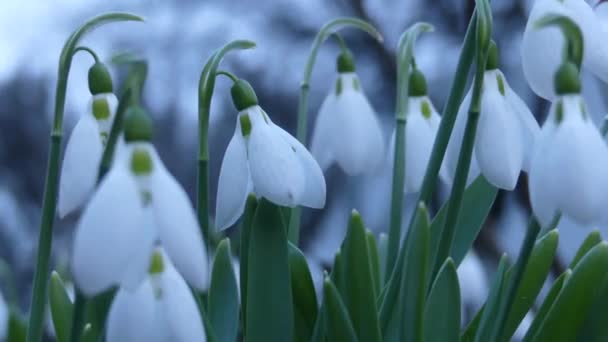 Πολλοί Snowdrops Ανθίσει Την Άνοιξη Άνθος Galantusy Κυματίζουν Στον Αέρα — Αρχείο Βίντεο