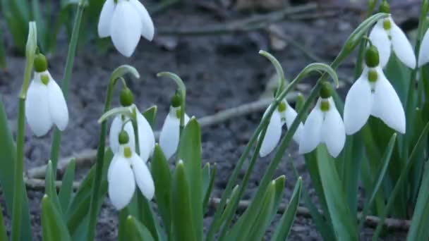Many Snowdrops Bloomed Spring Flowered Galantusy Fluttering Wind Flowers Snowdrops — Stock Video