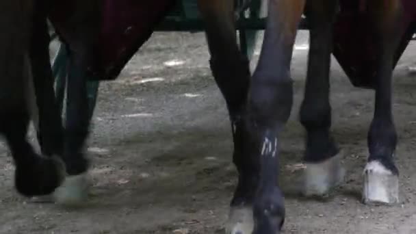 Βιέννη Αυστρία 2018 Μαΐου Προπονήτρια Άλογα Μια Άμαξα Άλογα Περπατάει — Αρχείο Βίντεο