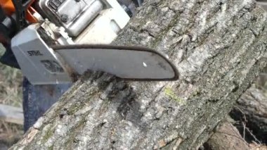 Kiev, Ukrayna-Mart 2019: bahar sakallı adam testere. Bir adam baharda evi ısıtmak için odun hazırlar.